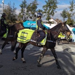 Police horses 