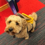 Office Dog Reporting for Duty!