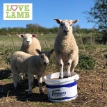 Lambs loving our feed!